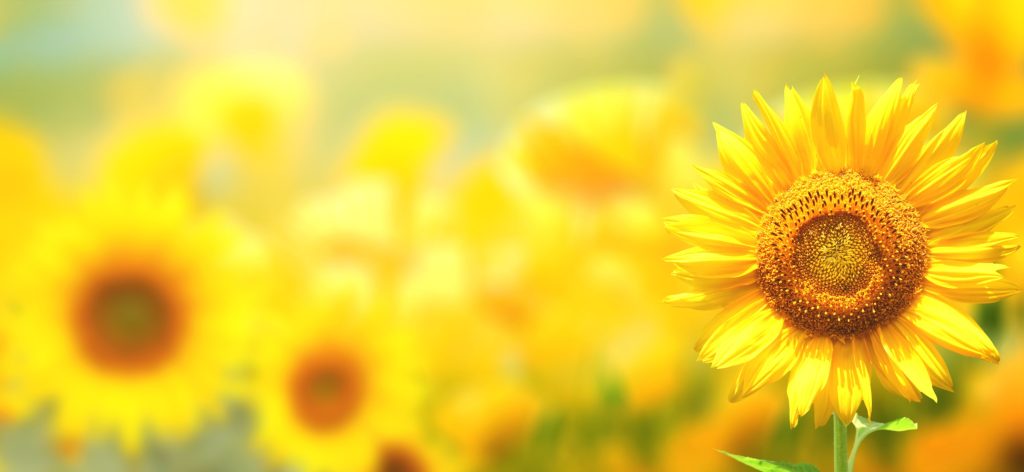 Spreading Joy, One Celebration at a Time